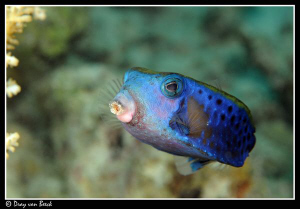 Arabian boxfish by Dray Van Beeck 